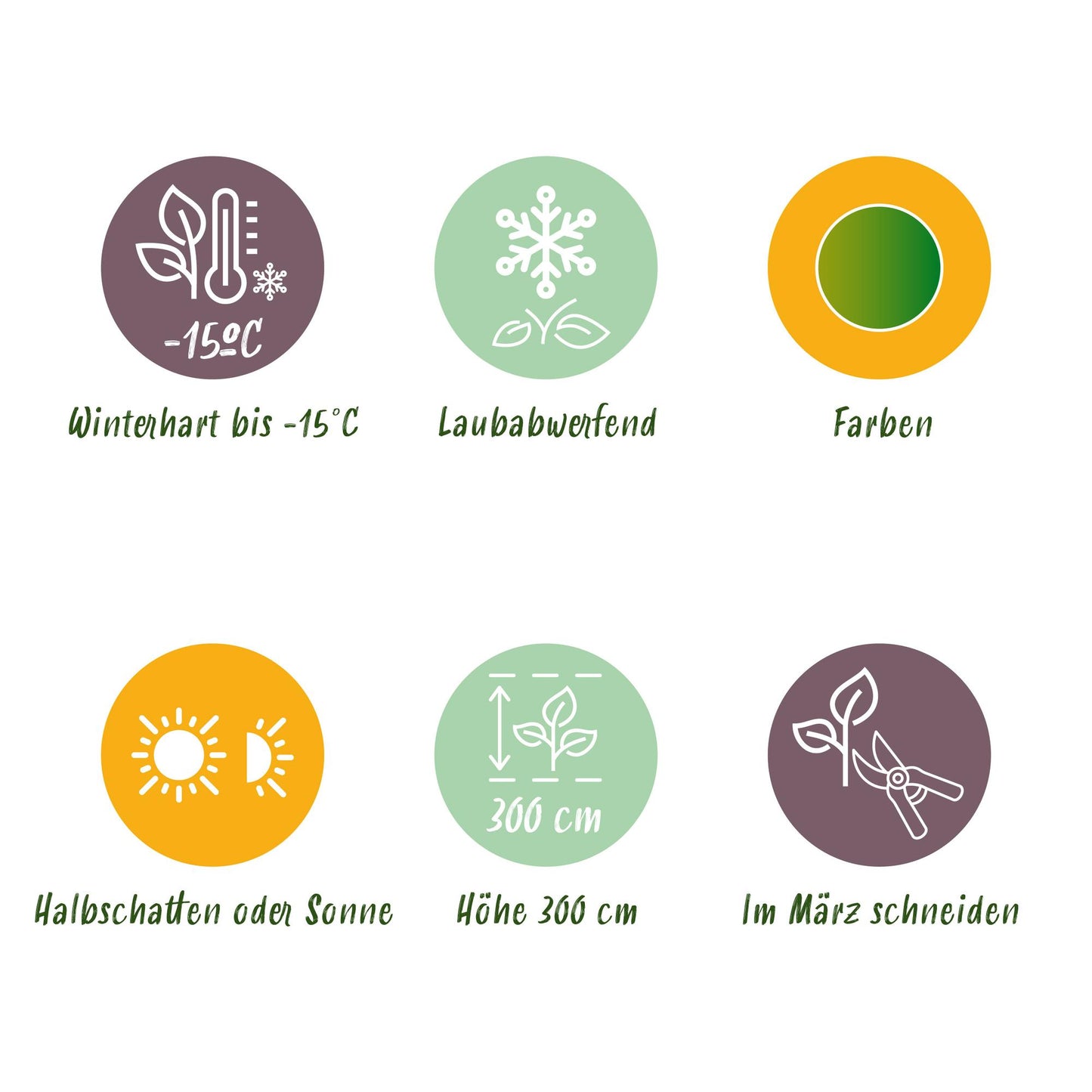 Green boutiQ - Pianta da patio - Acero giapponese - Acer palmatum Koto-no-ito - Verde - 2 piante - Decidua - Vaso 19 cm Altezza 70 cm
