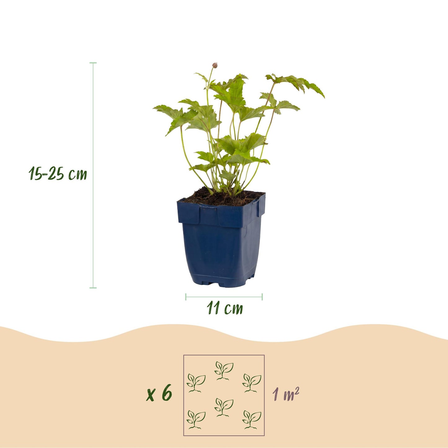 Vasteplant - Anemone hybr. Hon. Jobert - Herfst Anemoon - Schaduw - Wit - 3 Planten - Pot 11cm - Hoogte 15-25cm