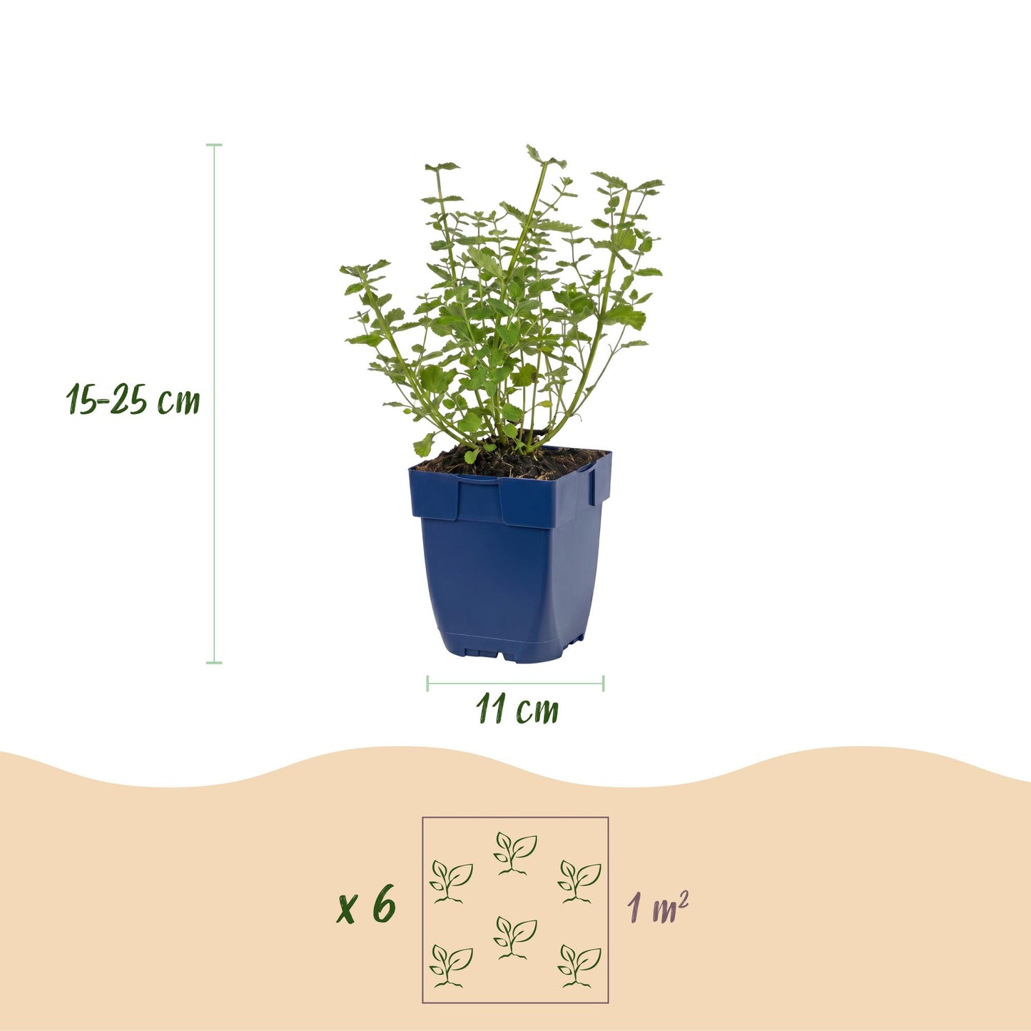 Perennial - Nepeta faassenii 'Walker's Low' - Catmint - Bee and Butterfly Attractor - Blue - 1 Plant - 11cm Pot - Height 15-25cm