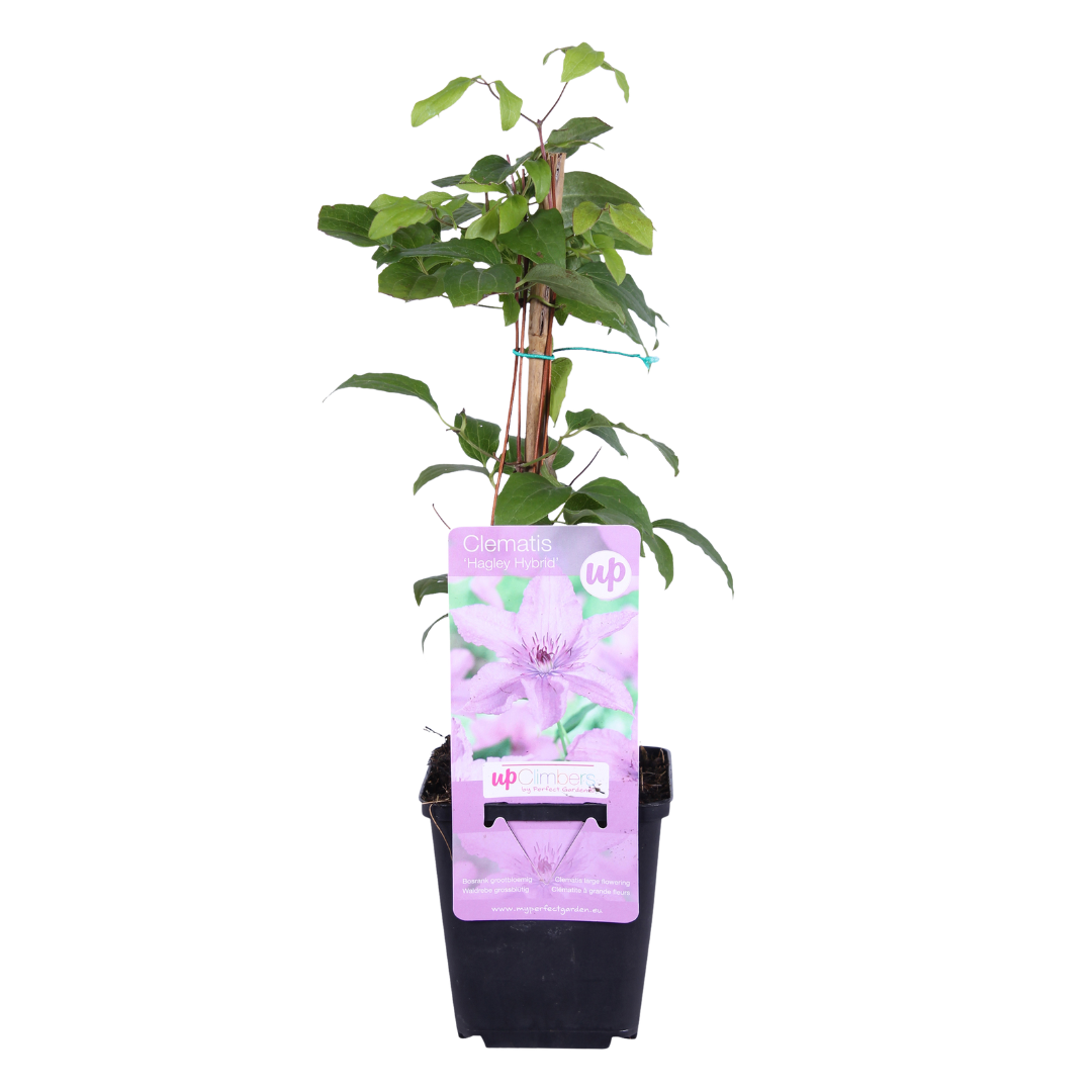 6x Clematis ‘Hagley Hybrid’ – P9 pot – prachtige roze bloeiende klimplant