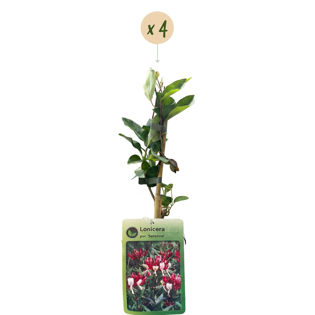 4x Lonicera per. 'Serotina' - Kamperfoelie - Paars - Geel - Klimplant - Ø9cm - ↕35cm