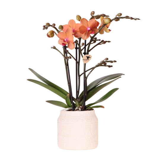 Orchidee colibrì | Orchidea arancione Bolzano + vaso decorativo geroglifico bianco sporco - dimensioni vaso Ø9 cm | pianta d'appartamento in fiore - fresca dal coltivatore