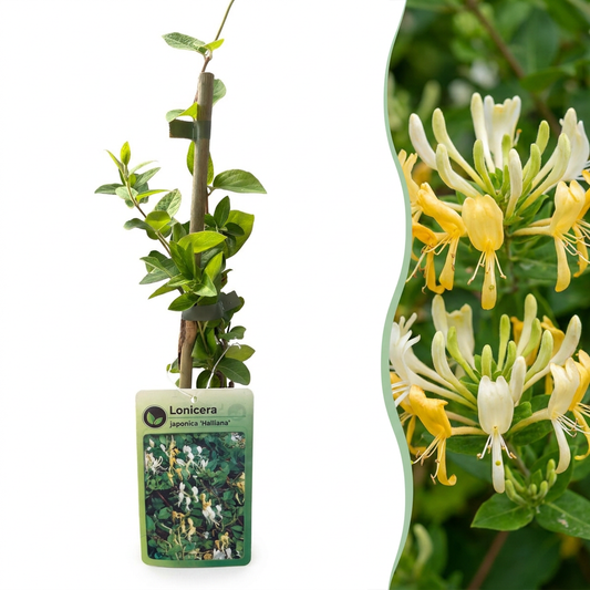 6x Lonicera jap. 'Halliana' – Japanisches Geißblatt – Weiß – Gelb – Kletterpflanze – Ø9cm – ↕35cm