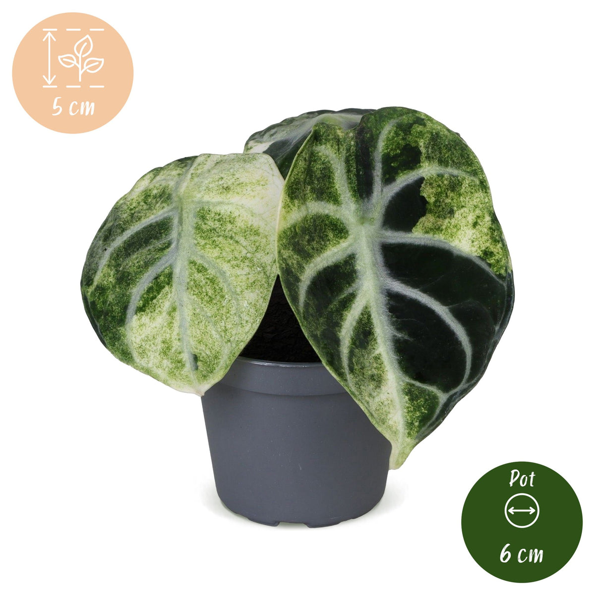 Alocasia Ninja Variegata - Alocasia Ninja Variegata - Zwart - Variegata - Tropisch - Ø6cm - ↕5cm