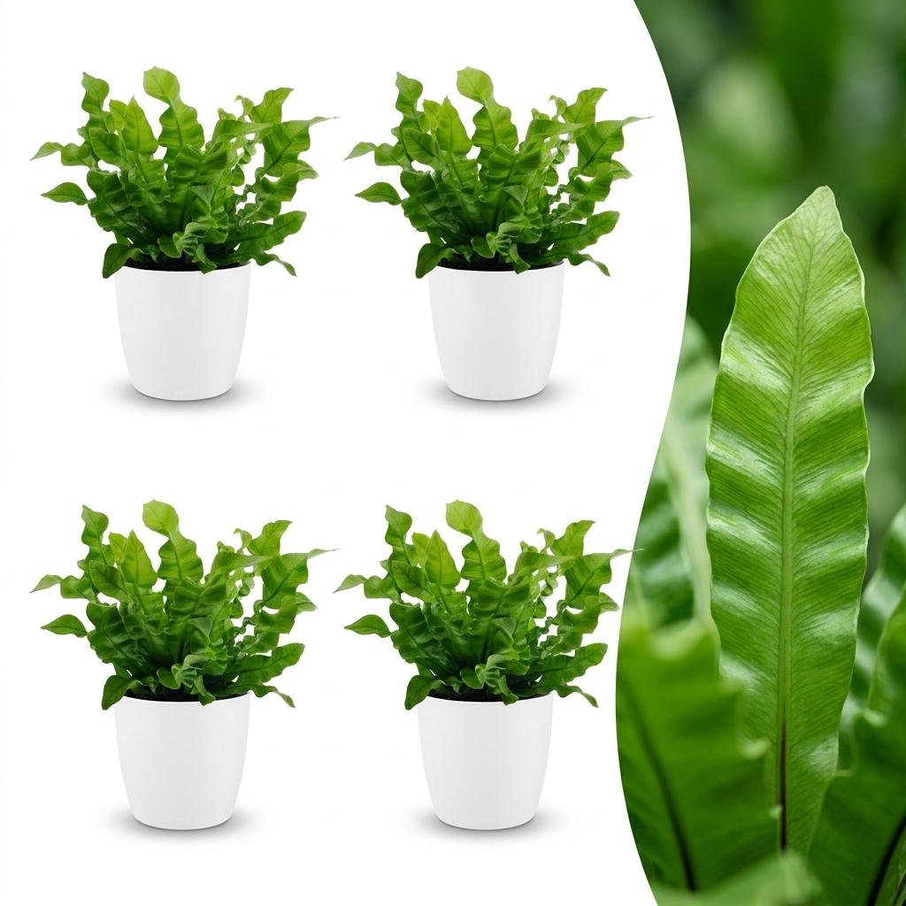 Asplenium Crispy Wave - Asplenium Crispy Wave - 4 Piante - con Vaso Bianco - Vaso 12cm - Altezza 30cm