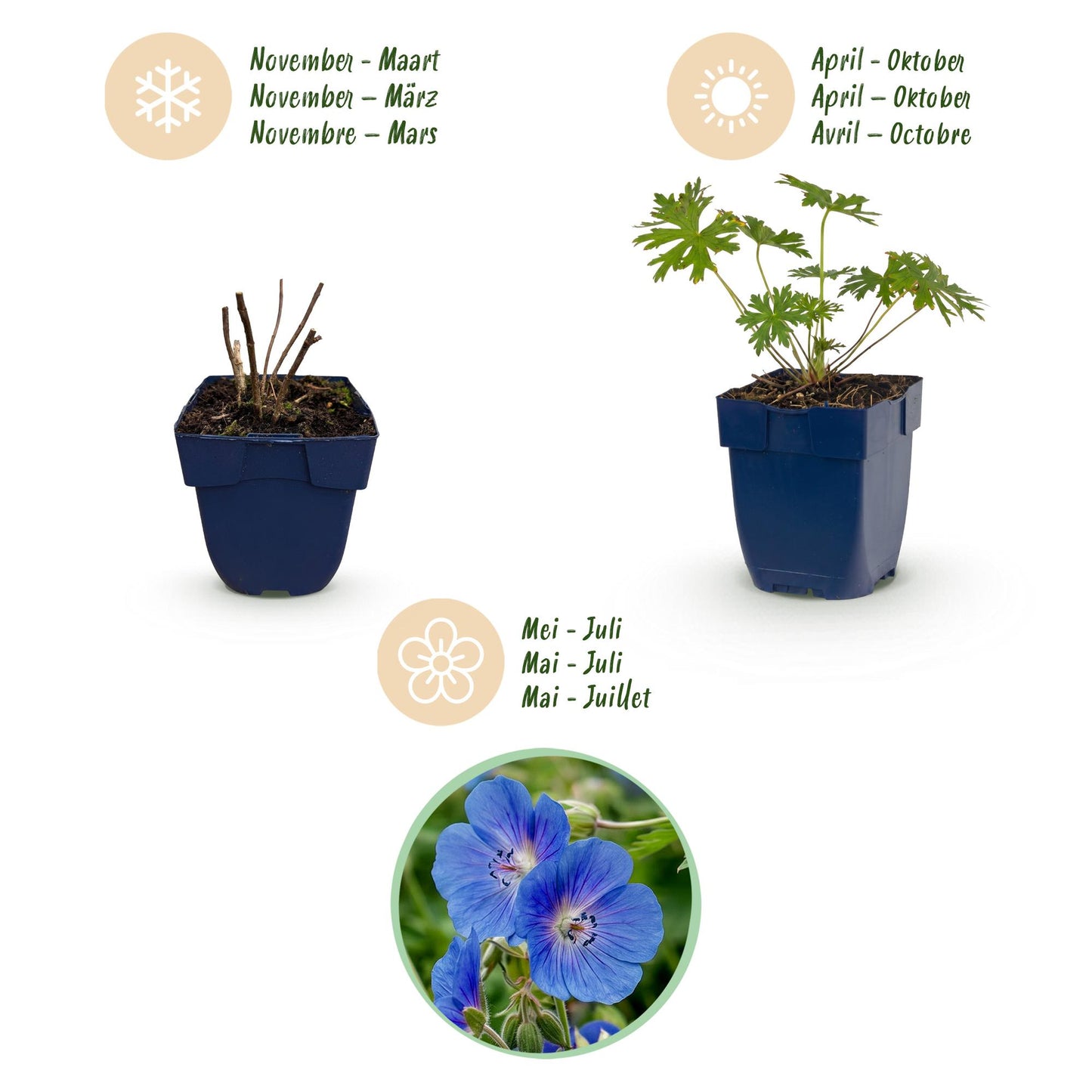 Vasteplant - Geranium Johnson's Blue - Ooievaarsbek - Bodembedekkend - Blauw - 1 Plant - Pot 11cm - Hoogte 15-25cm