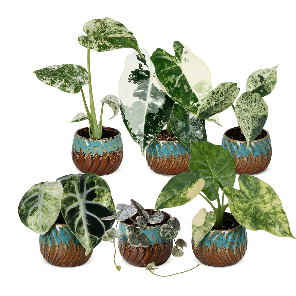 6x Baby Variegata Mix - Varie - Tropicale - incl. Copper Reef - Ø6cm - ↕10-15cm