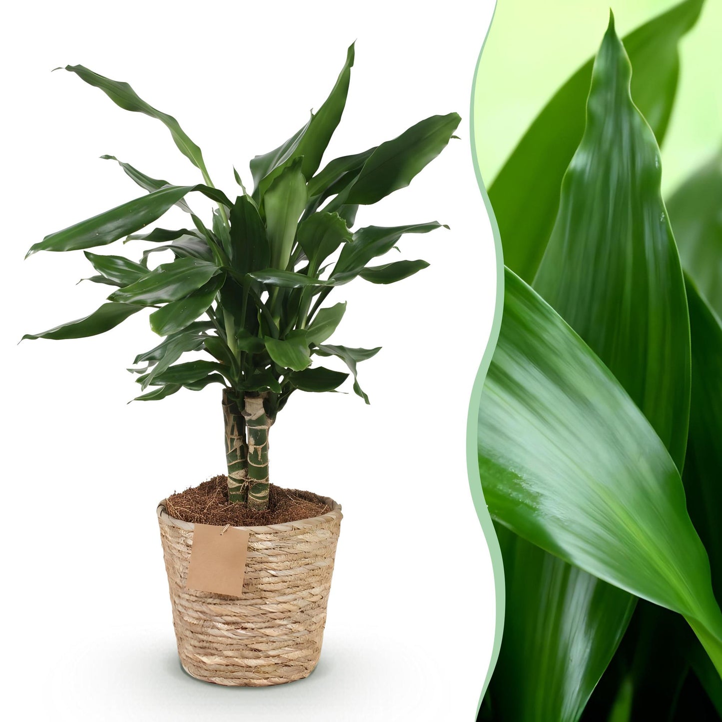 Green BoutiQ - Green is... Houseplants - Dracaena fragrans Steudneri - Dragon Blood Tree - Low maintenance - with basket - Green - 1 Plant - Pot 17cm - Height 50-55cm