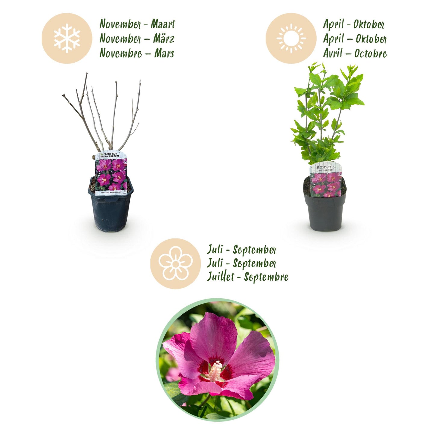 Green boutiQ - Plante de jardin - Hibiscus syriacus Woodbridge - Hibiscus de jardin - Résistant à l'hiver - Rose - 3 Plantes - Pot 17cm - Hauteur 45cm