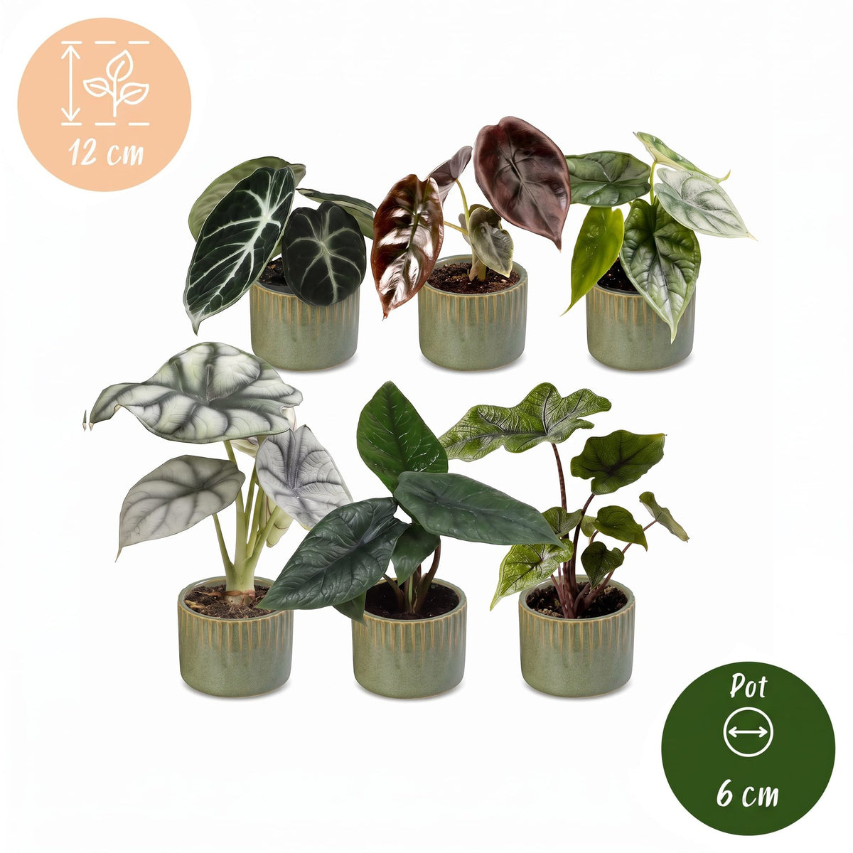 6x Baby Alocasia Familie - Rood - Groen - Zwart - Zilver - Grijs - Tropisch - incl. Linnea Olive - Ø6cm - ↕12cm