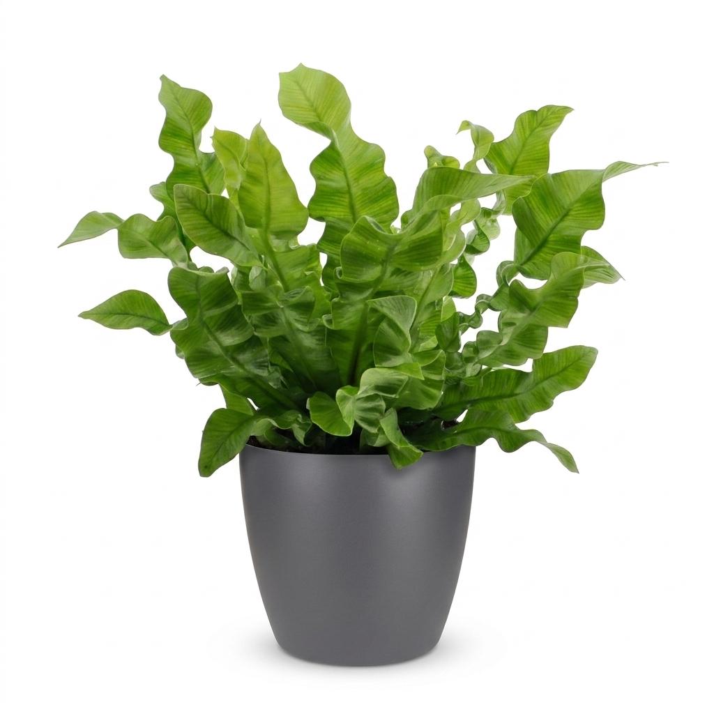 Asplenium Crispy Wave - Asplenium Crispy Wave - 1 Pianta - con Vaso Grigio - Vaso 12cm - Altezza - 30cm