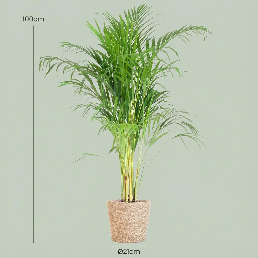 Areca Palm (Dypsis) with Zeegras basket natural - 100cm - Ø21