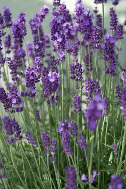48x Lavandula ang. 'Dwarf Blue' - ↕10-25cm - Ø9cm