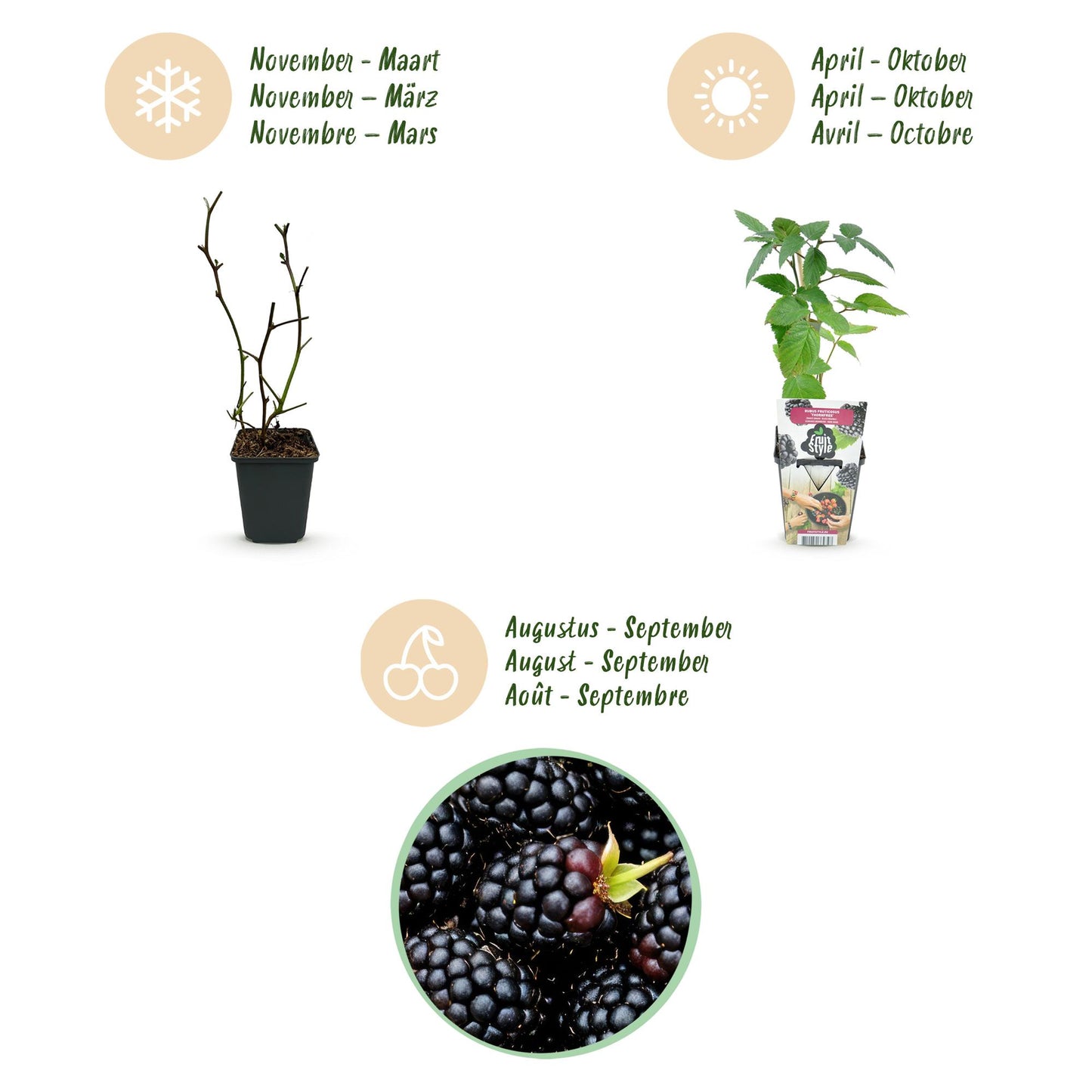 Fruitplanten - Doornloze Braam - Rubus Thornfree - Winterhard - 6 Planten - Pot 9 cm - Zwarte Braam