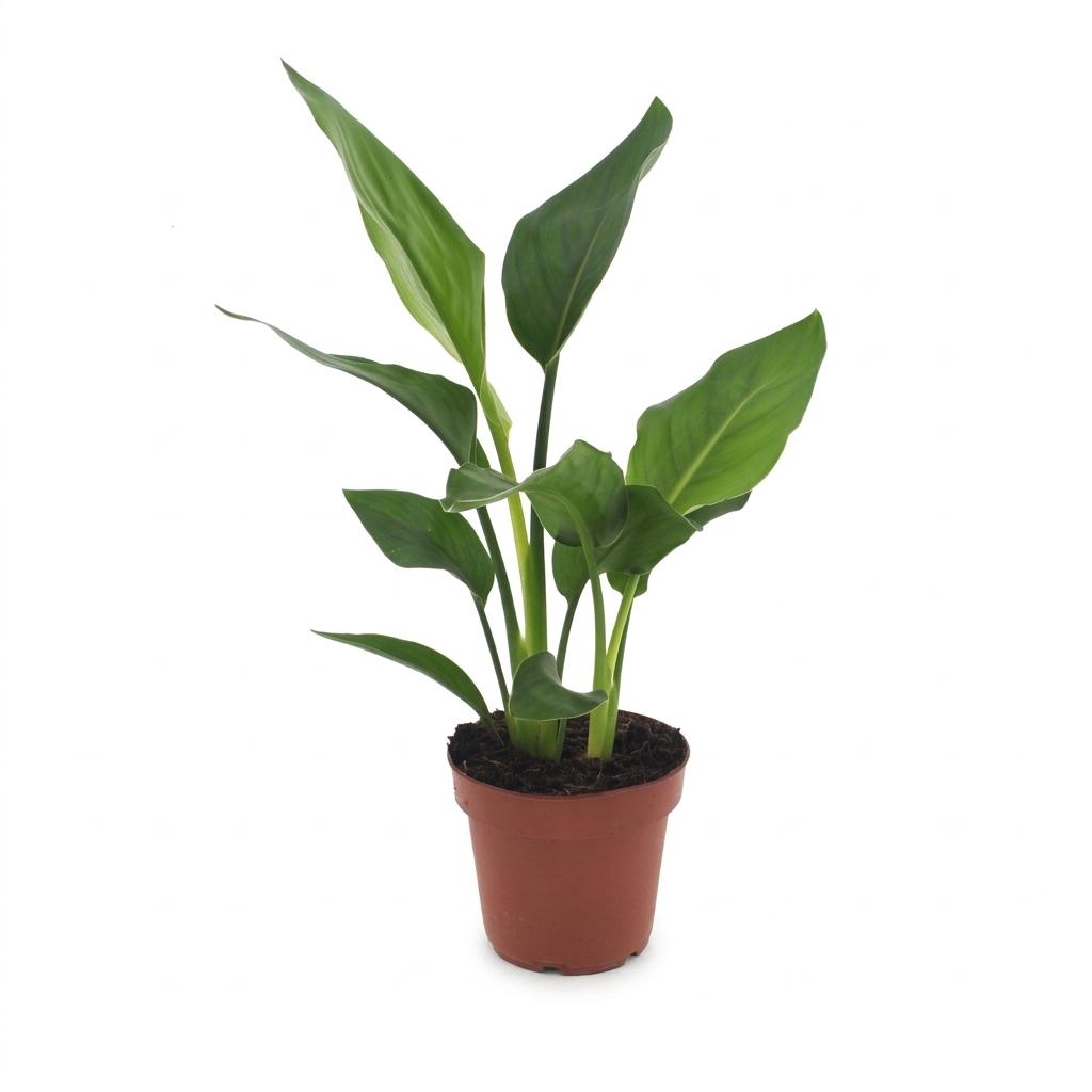 Strelitzia Reginea - Fiore Uccello del Paradiso - 1 Pianta - Vaso 12cm - Altezza - 35cm