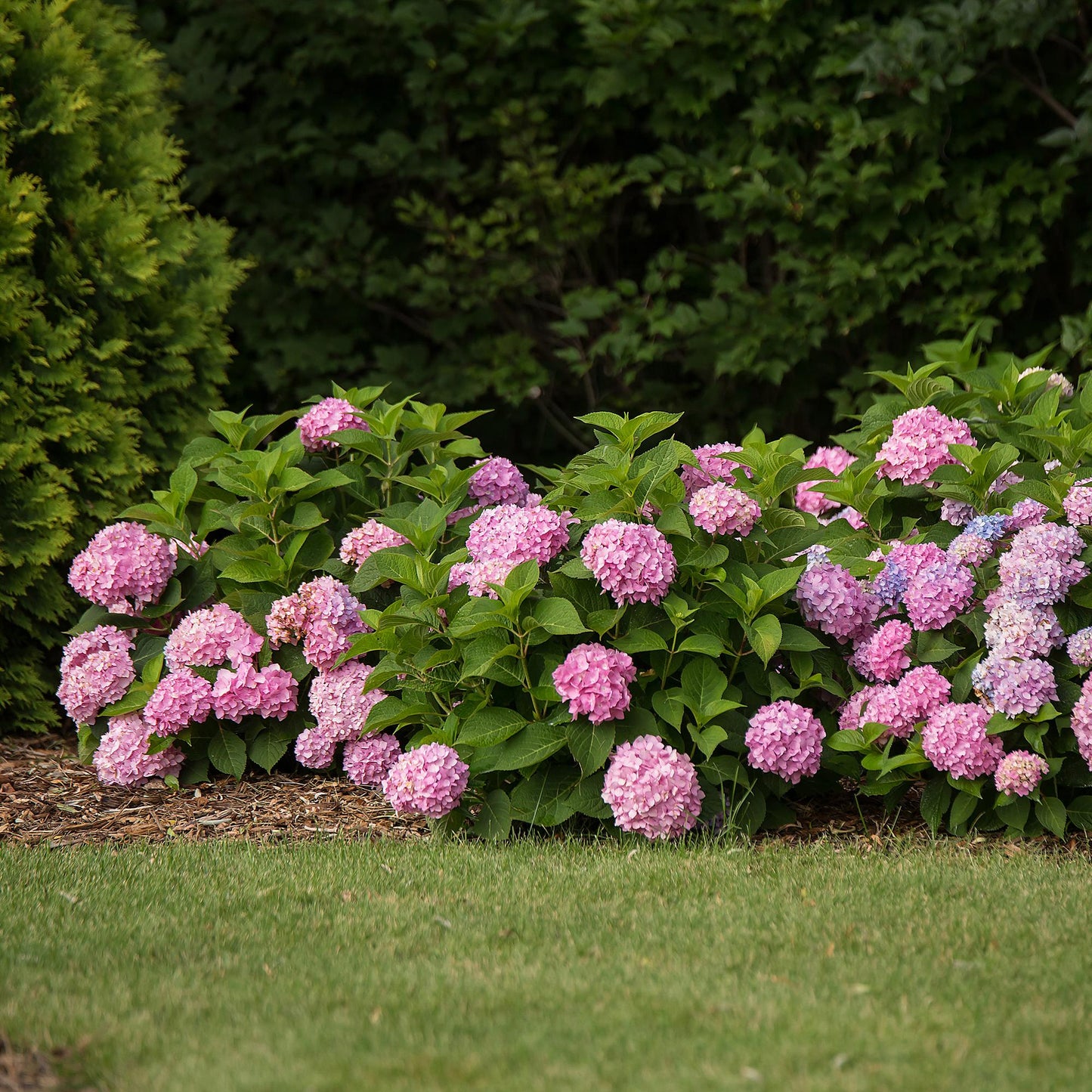 Green boutiQ - Garden Plant - Hydrangea Endless Summer The Original Pink - Hydrangea - Hardy - Pink - 48 Plants - Pot 14cm - Height 20-25cm