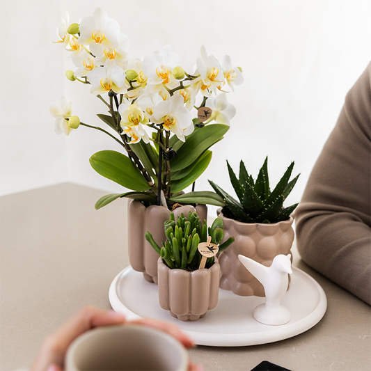 Kolibri Orchids | Set regalo Slow Living | Piante verdi con orchidea Phalaenopsis bianca Losanna in vasi decorativi in ​​ceramica beige su un vassoio bianco