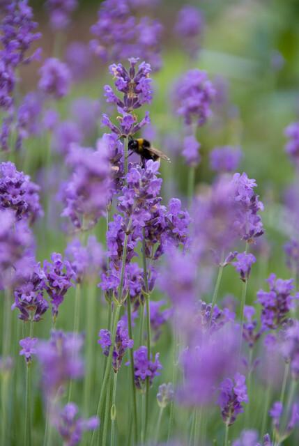 6x Lavandula ang. 'Munstead' - ↕10-25cm - Ø9cm