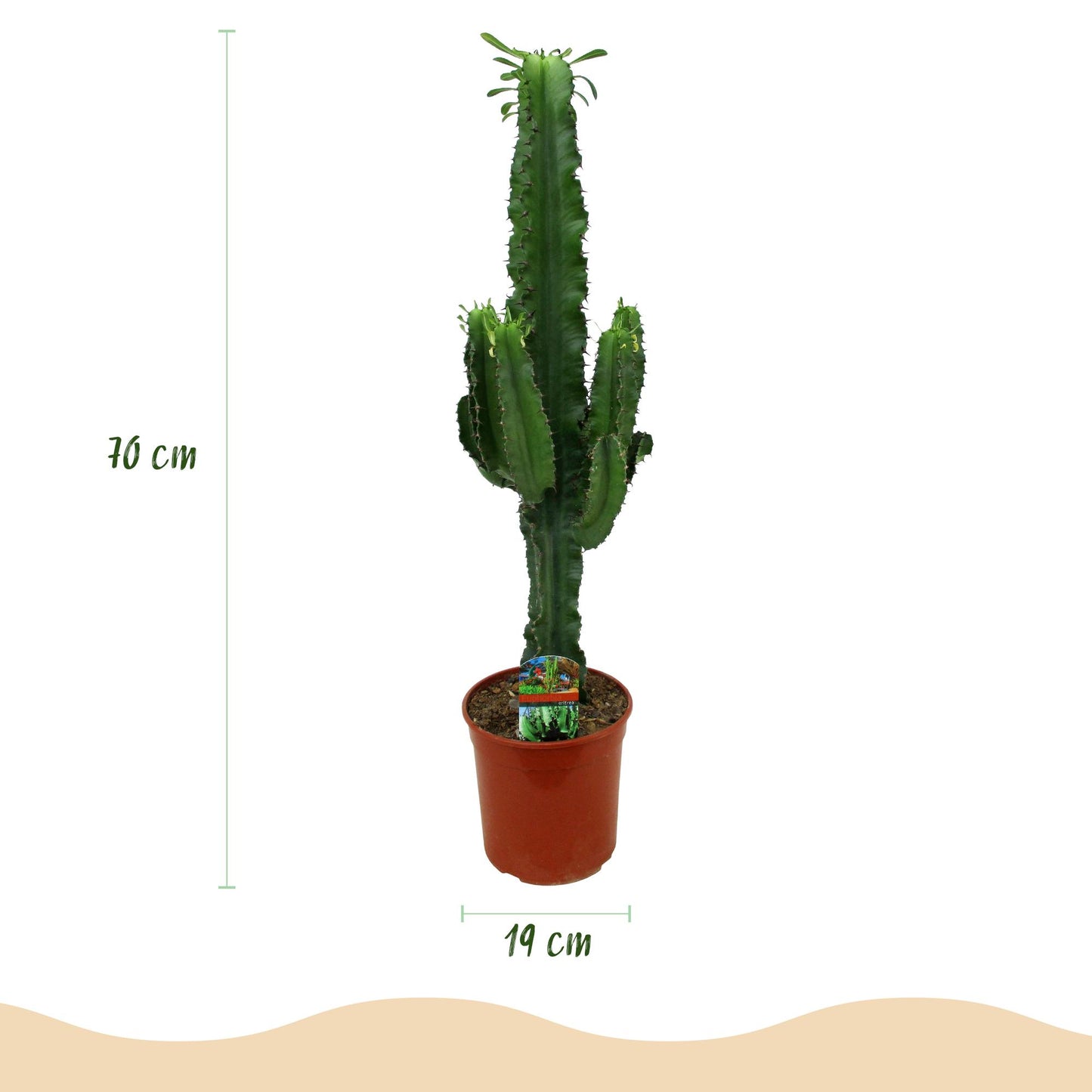 Houseplant - Euphorbia Eritrea - African Milk Tree - Low maintenance - Green - 2 - Pot 19cm - Height 70cm