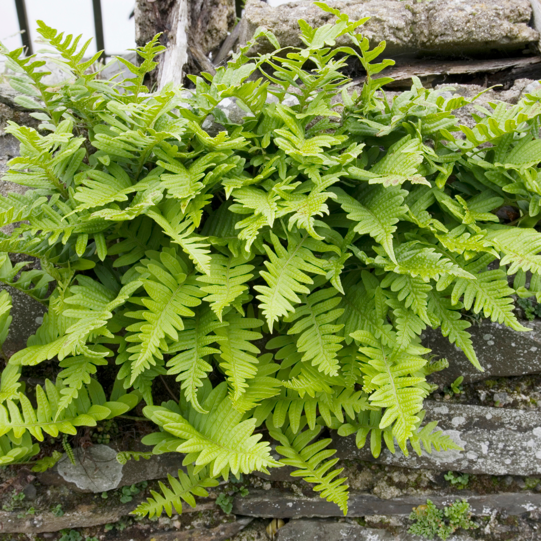 48x Polypodium vulgare - ↕10-25cm - Ø9cm
