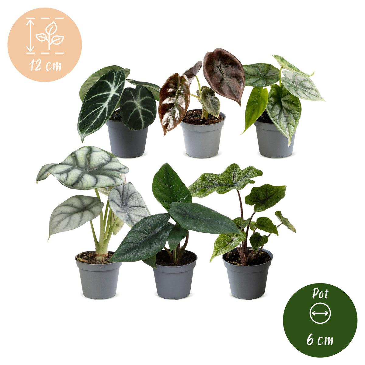 6x Baby Alocasia Family - Red - Green - Black - Silver - Grey - Tropical - Ø6cm - ↕12cm