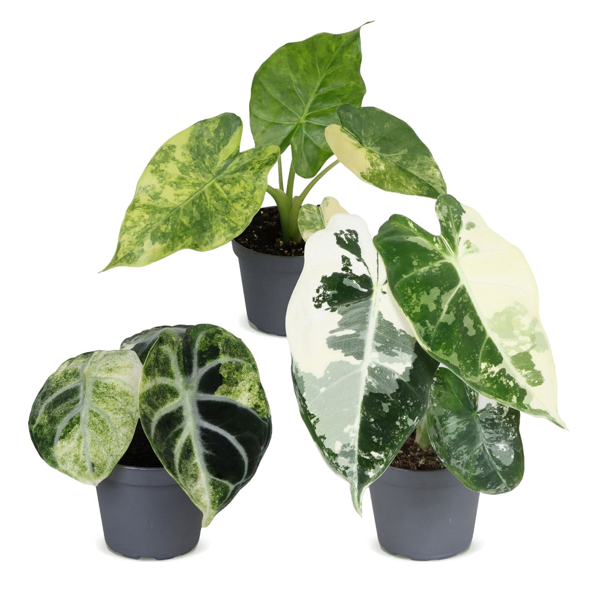 3x Baby Alocasia Tricolour Variegata - Groen - Zwart - Variegata - Tropisch - Ø6cm - ↕5-15cm