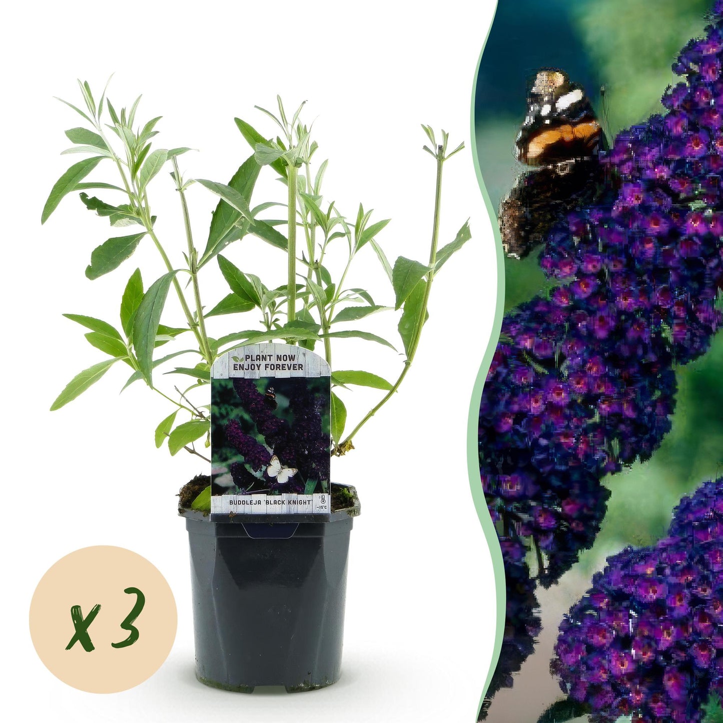 Tuinplant - Buddleja davidii Black Night - Vlinderstruik - Winterhard - Paars - 3 Planten - Pot 17cm - Hoogte 45cm