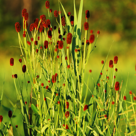 24x Sanguisorba o. 'Tanna' - ↕10-25cm - Ø9cm