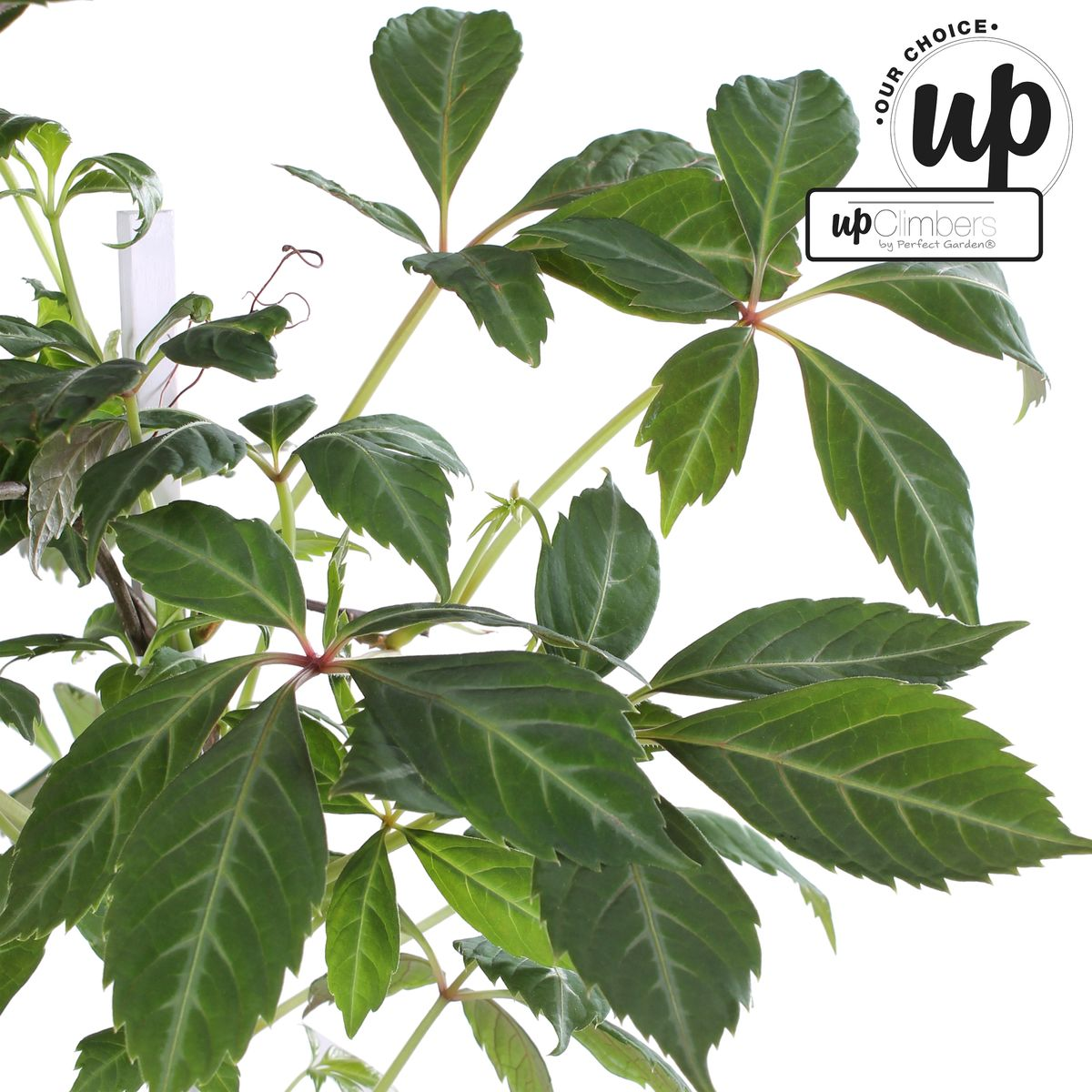 Parthenocissus henryana - Vite americana cinese - Ø15cm - ↕65cm