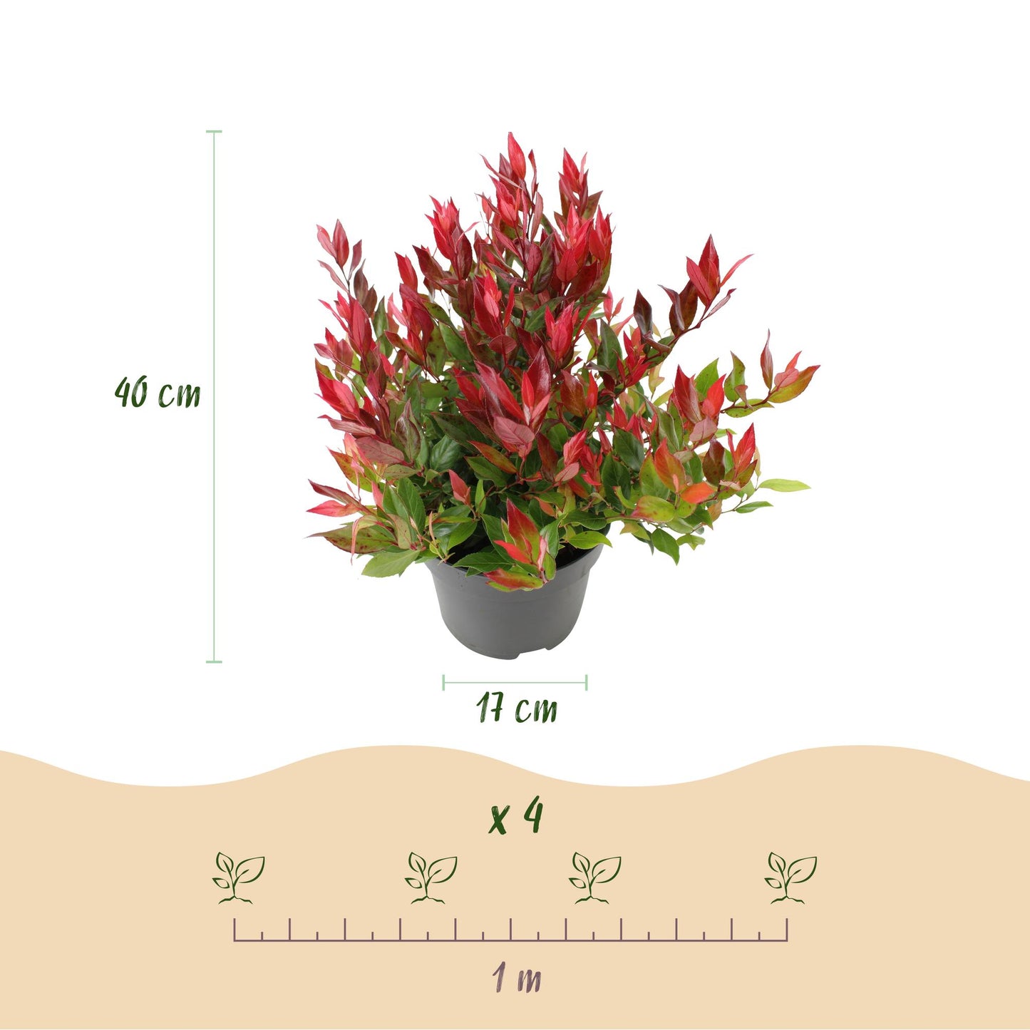 Tuinplant - Leucothoe Little Flame - Rood - 1 Plant - Groenblijvend - Weinig Onderhoud - Pot 17cm Hoogte 40cm
