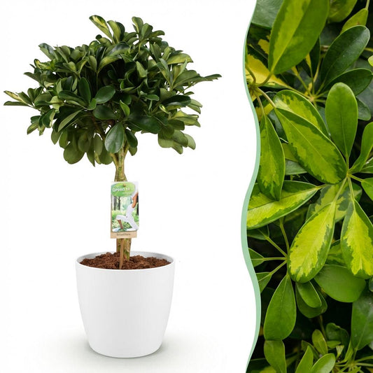 Green boutiQ - House Plants - Schefflera Gold Capelle - Finger Tree - Low Maintenance - Green - Gold - 1 Plant - with Potter White - Pot 21cm - Height 70-81cm