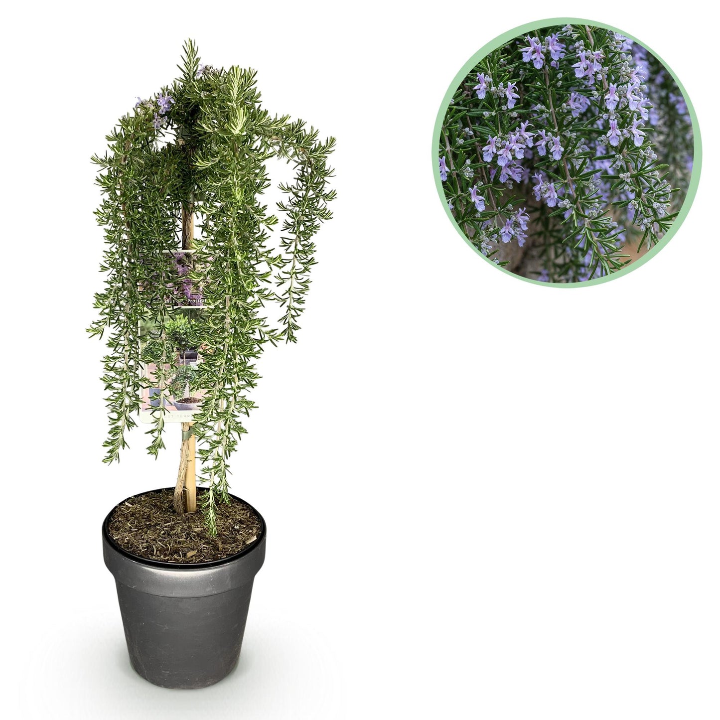 Green boutiQ - Pianta su stelo - Rosmarinus officinalis Prostratus - Pianta da patio - Sempreverde - Resistente all'inverno - Fiore viola - Vaso 19 cm Altezza 90 cm