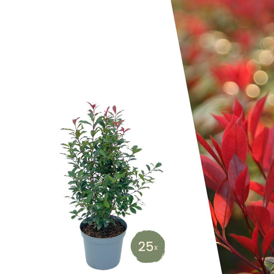 Large Photinia plants for 10 linear metres of hedge | - 12L - 20x | ↨ 125-150 cm - Carré Rouge