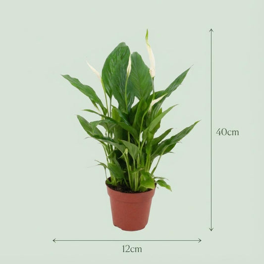 Spathiphyllum Peace Lily - Confezione da 4 - Ø 12 cm - Altezza: 35-40 cm
