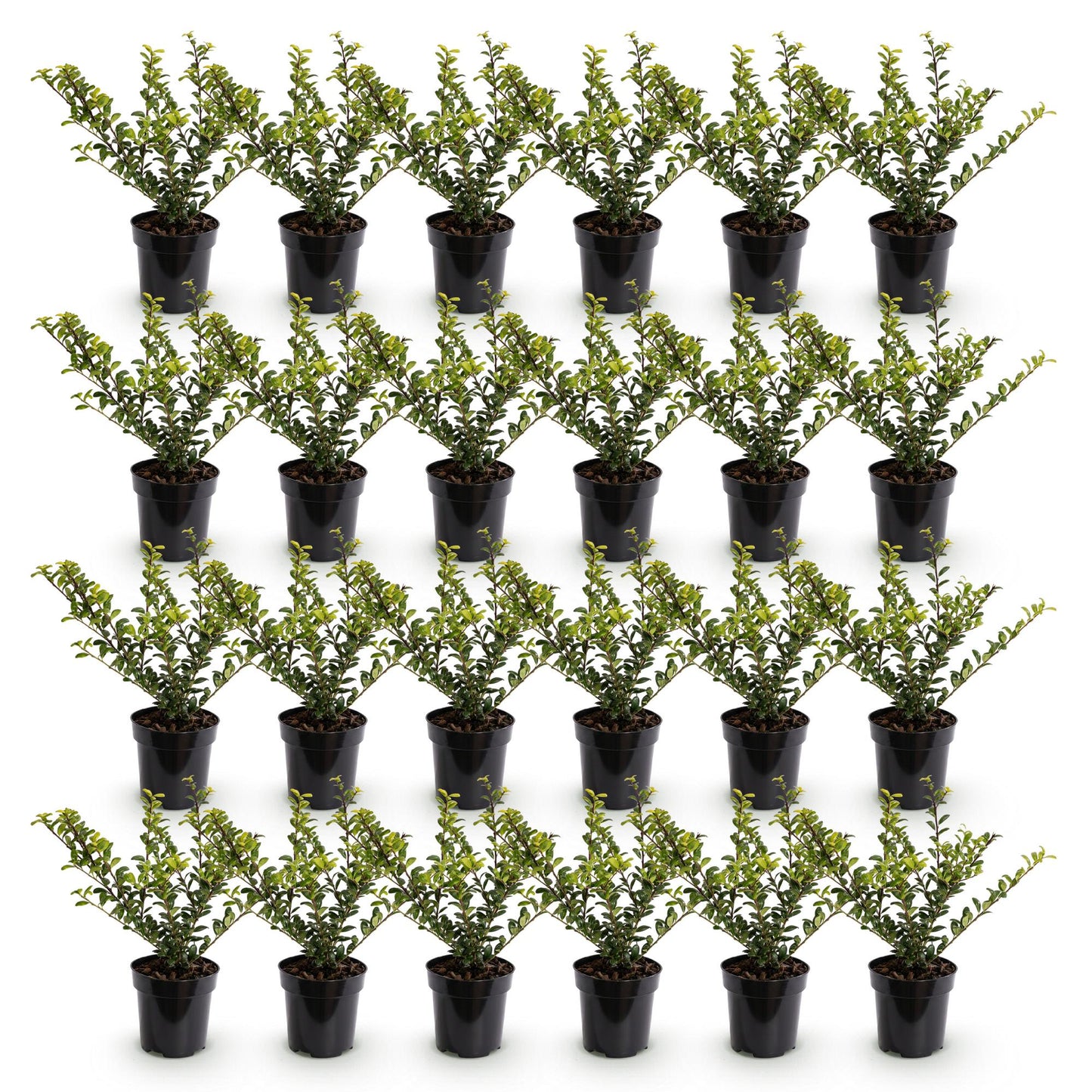 24x Ilex crenata Golden Gem - Japanse Hulst - Haagplanten - Groenblijvend - Geel - Pot 9cm - Hoogte 20-30cm