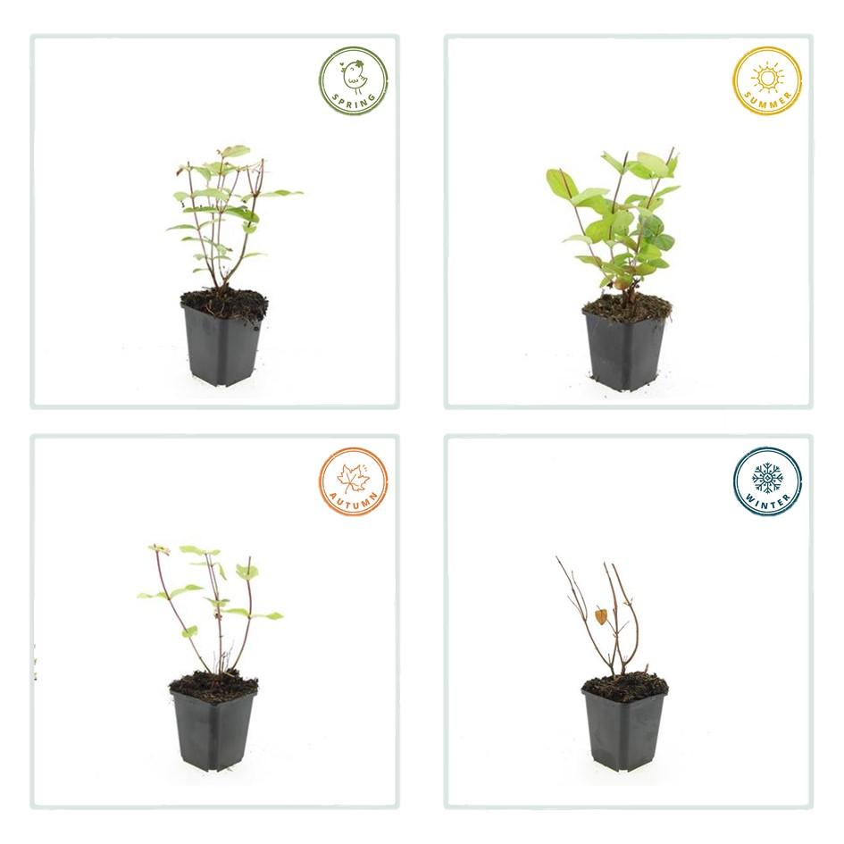 48x Hypericum inodorum 'Beauty' - ↕10-25cm - Ø9cm