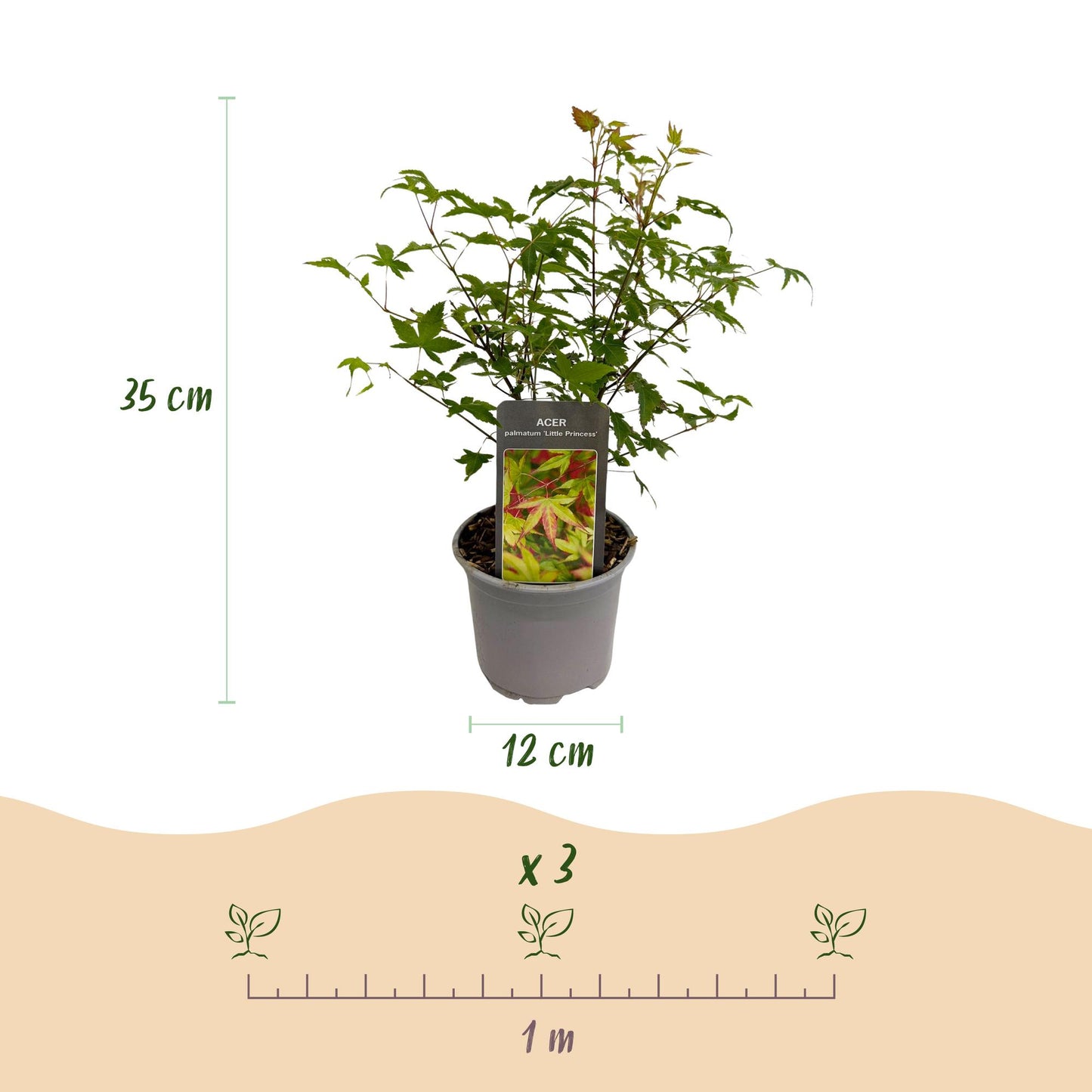 Green boutiQ - Garden Plant - Acer palmatum Little Princess - Green - 3 Plants - Deciduous - Low Maintenance - Pot 12cm Height 35cm