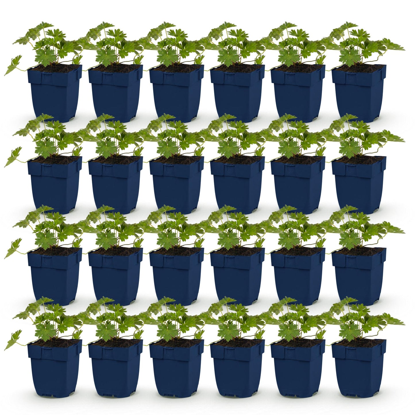 Green boutiQ - Plante vivace - Géranium 'Rozanne' - Erodium - Couvrant de sol - Bleu - 24 Plantes - Pot 11cm - Hauteur 15-25cm