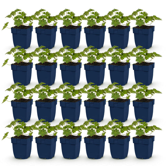 Green boutiQ - Plante vivace - Géranium 'Rozanne' - Erodium - Couvrant de sol - Bleu - 24 Plantes - Pot 11cm - Hauteur 15-25cm