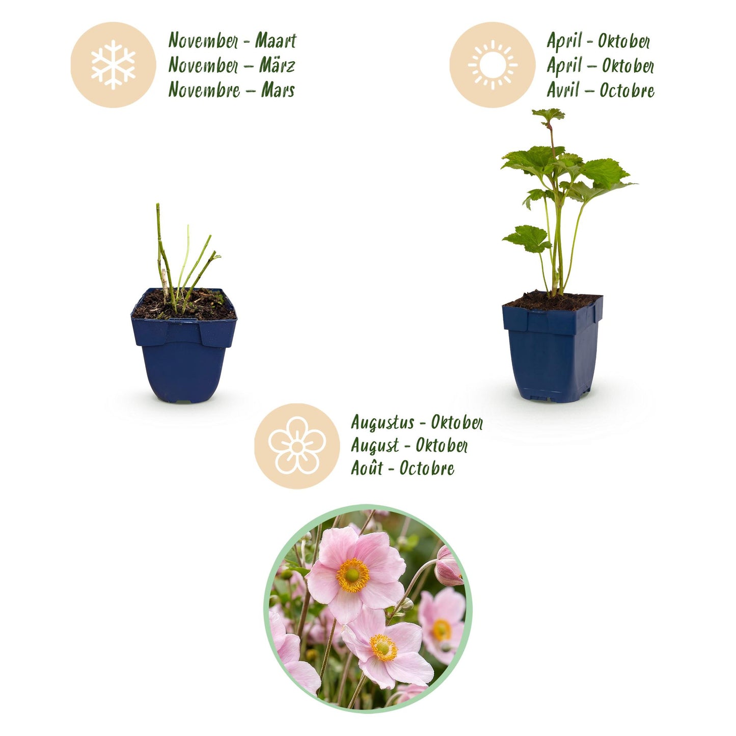 Vasteplant - Anemone hybr. Kön. Charlotte - Herfst Anemoon - Schaduw - Roze - 12 Planten - Pot 11cm - Hoogte 15-25cm