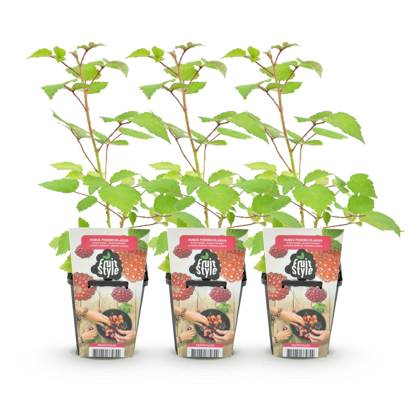 Green boutiQ - Piante da frutto - Rubus phoenicolasius - Resistente all'inverno - 3 piante - Vaso da 9 cm - Bacche rosse