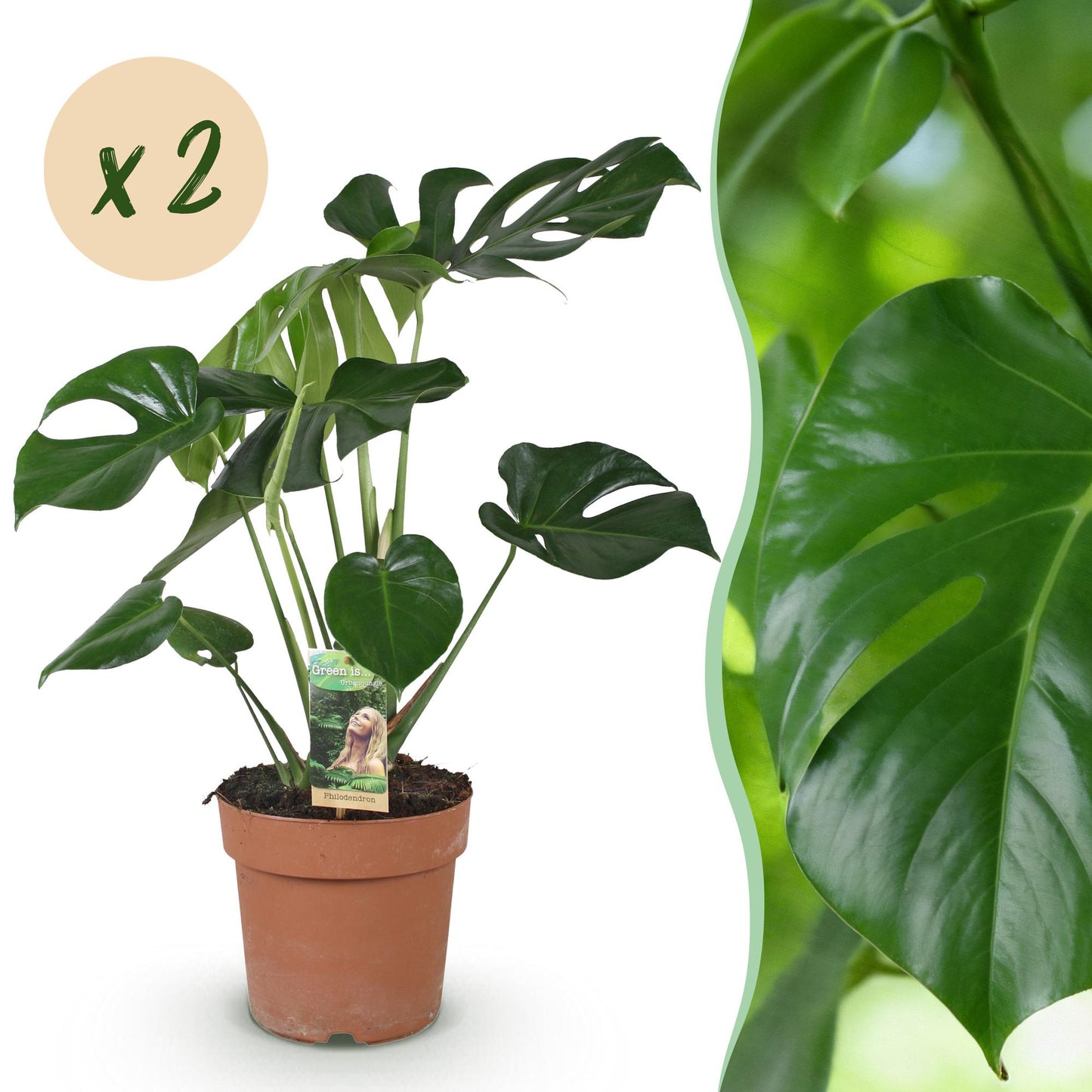 Green boutiQ - Houseplants - Monstera Deliciosa - Swiss Cheese Plant - Low maintenance - Green - 2 Plants - Pot 17cm - Height 50-55cm
