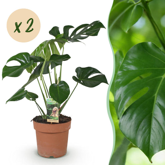 Green boutiQ - Houseplants - Monstera Deliciosa - Swiss Cheese Plant - Low maintenance - Green - 2 Plants - Pot 17cm - Height 50-55cm