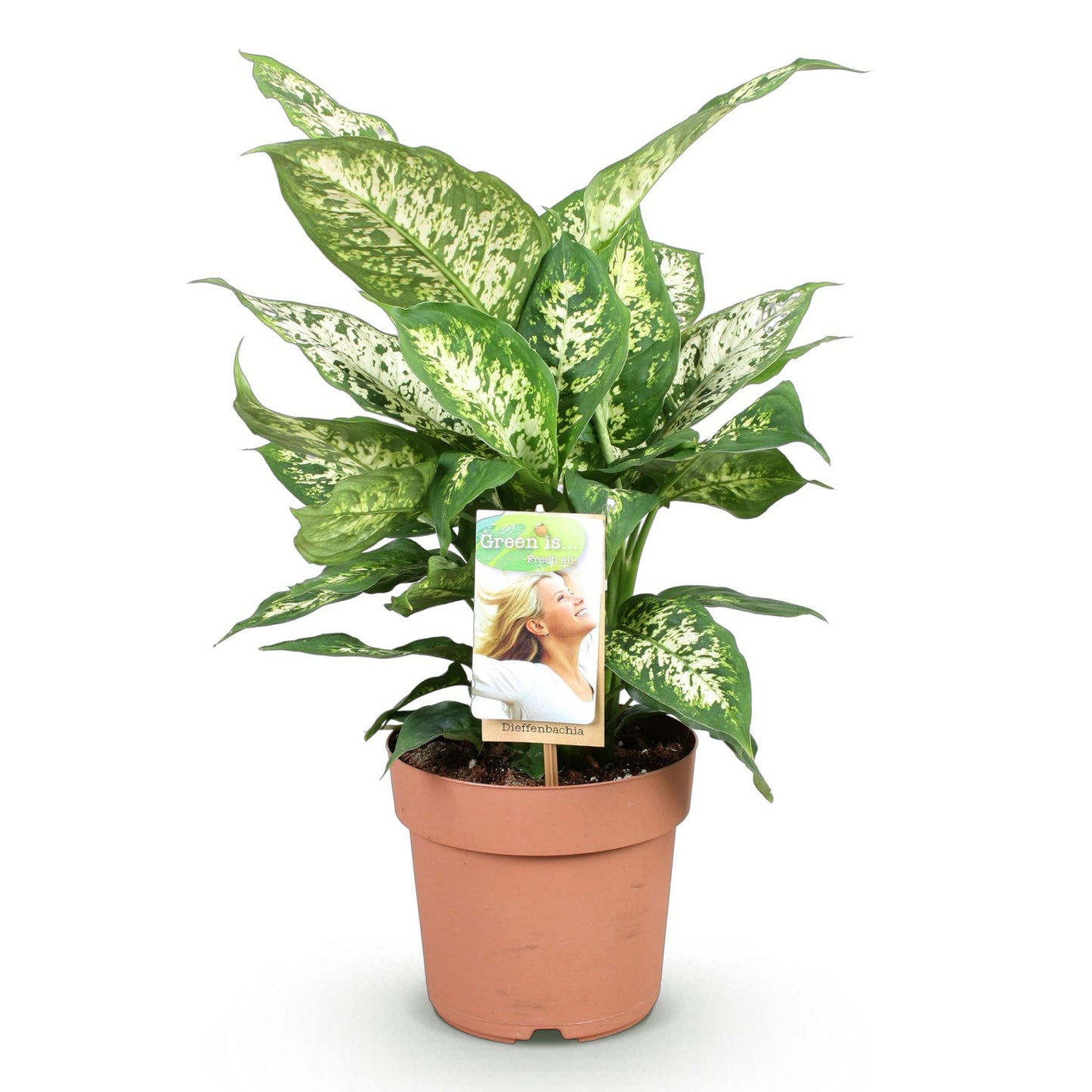 Green BoutiQ - Green is... Houseplants - Diefenbachia Compacta - Dieffenbachia - Low maintenance - Green - 1 Plant - Pot 17cm - Height 45-50cm
