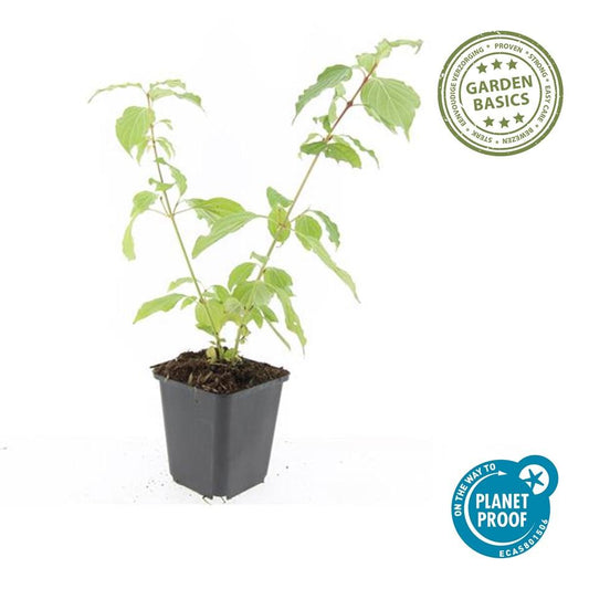 60x Cornus cantava. 'Arancia invernale di Anny' - ↕10-25cm - Ø9cm