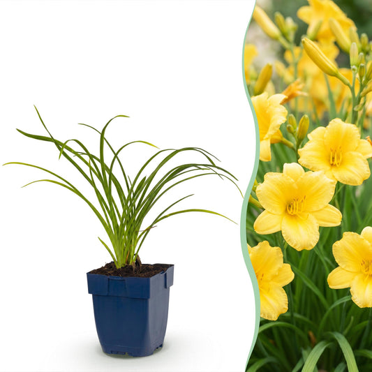 Vasteplant - Hemerocallis Stella d'Oro - Daglelie - Bijen en Vlinderlokkers - Geel - 1 Plant - Pot 11cm - Hoogte 15-25cm