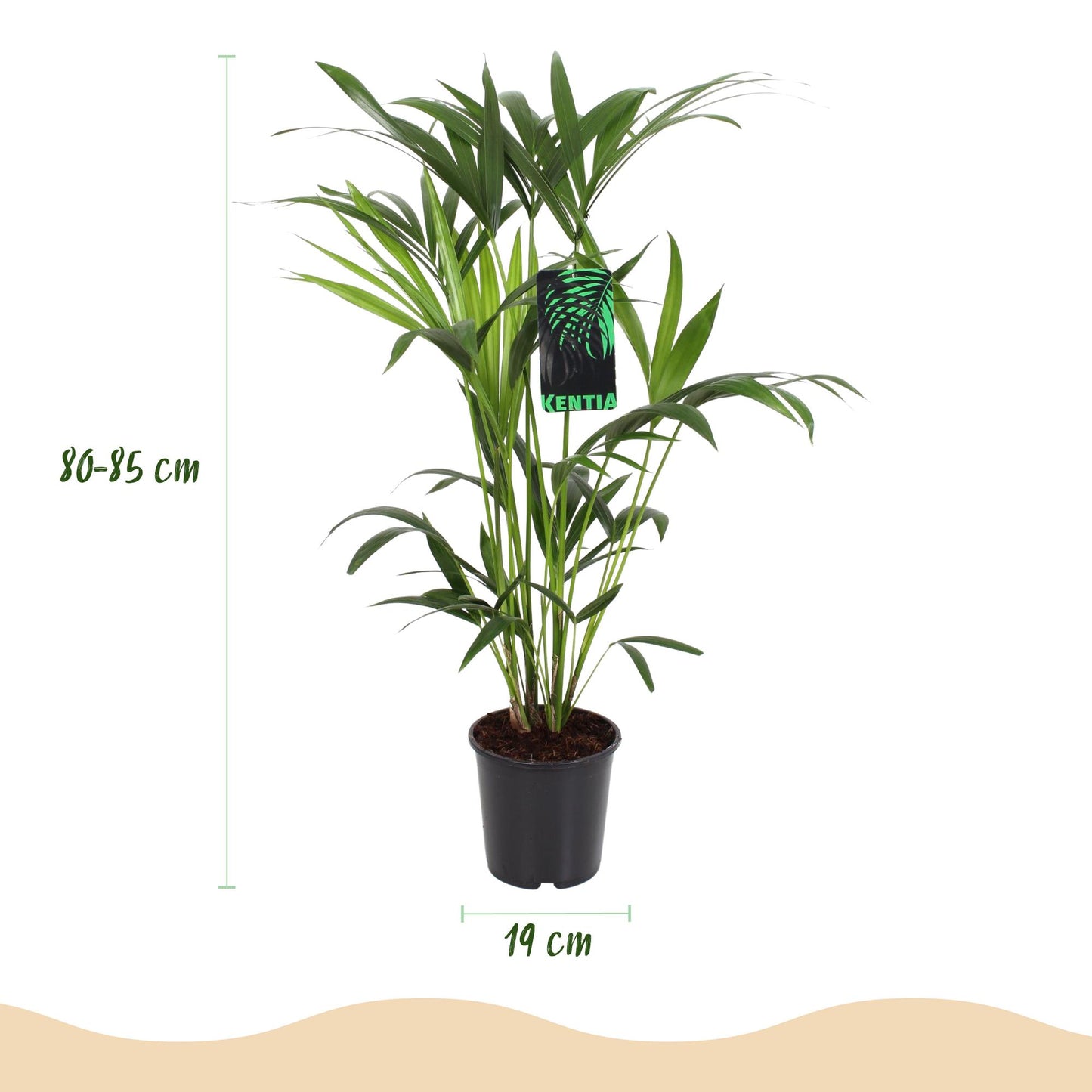 Green boutiQ - Houseplant - Howea Forsteriana - Kentia Palm - Low Maintenance - Green - 2 plants - Pot 19cm - Height 80-85cm