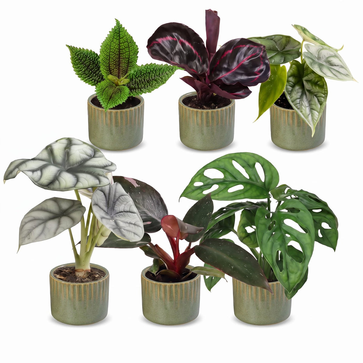 6x Baby Jungle Mix - Diversen - Tropisch - incl. Linnea Olive - Ø6cm - ↕10-15cm