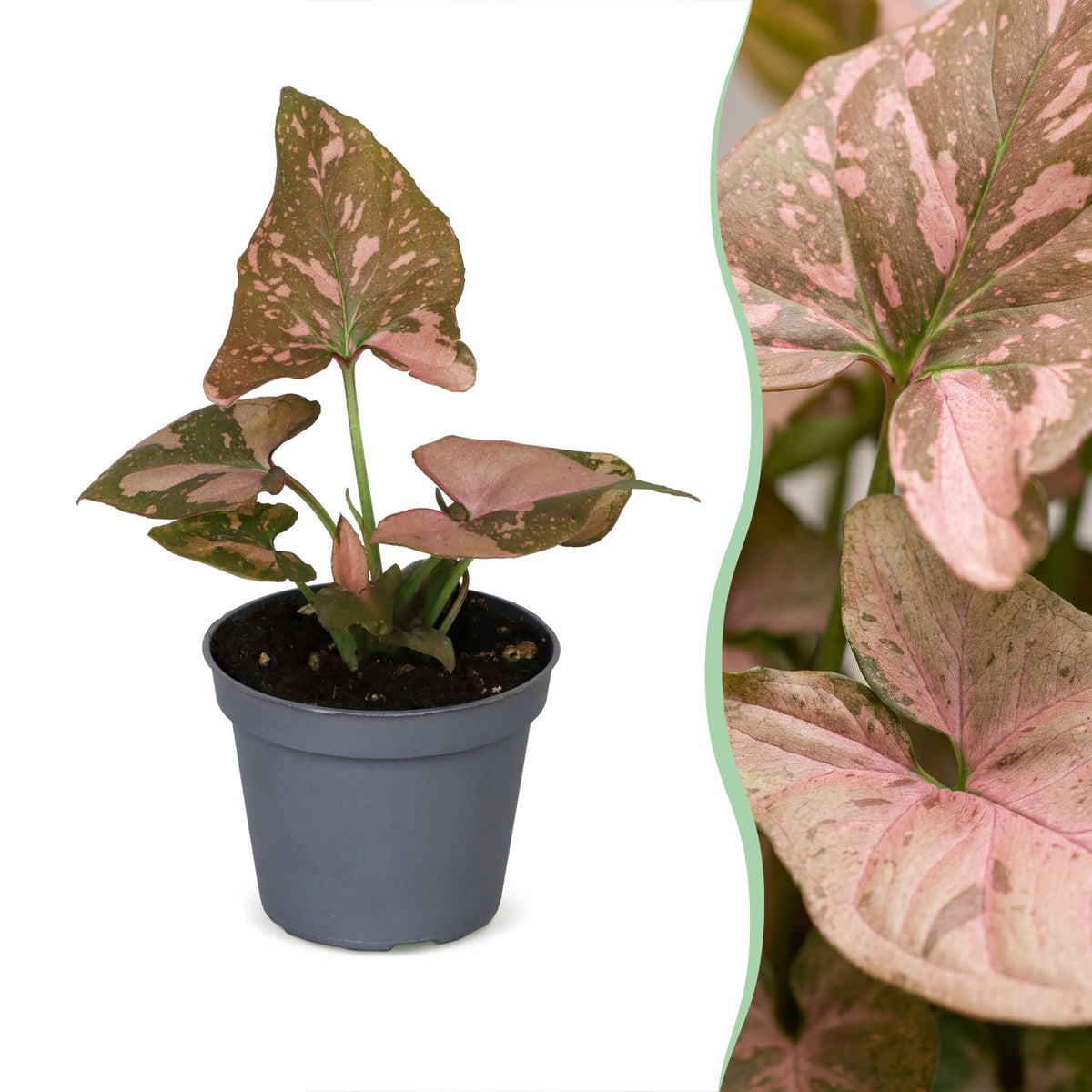 Syngonium Pink Splash - Pink arrowhead plant - Green - Pink - Tropical - Ø6cm - ↕10cm