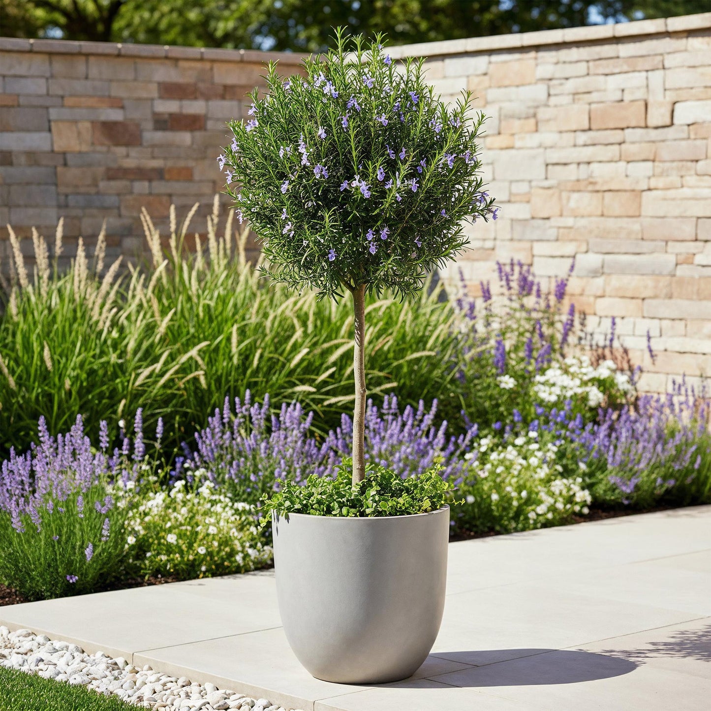 Green boutiQ - Plant op Stam - Rosmarinus officinalis - Terras Plant - Bladhoudend - Winterhard - Paarse Bloem - Pot 19cm Hoogte 90cm